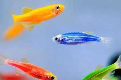 斑马鱼和孔雀鱼能混养吗，斑马鱼和孔雀鱼可以一起养