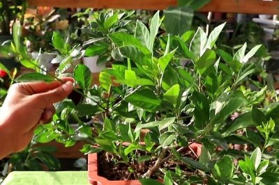 栀子花的移栽方法，梅雨季节时进行移栽是最好的