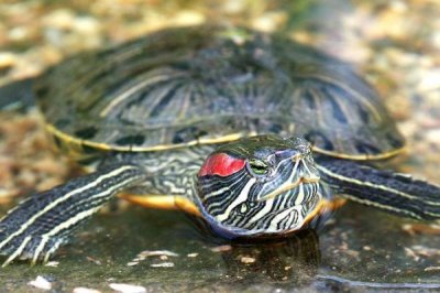 怎样让乌龟水不臭,必须要频繁换水