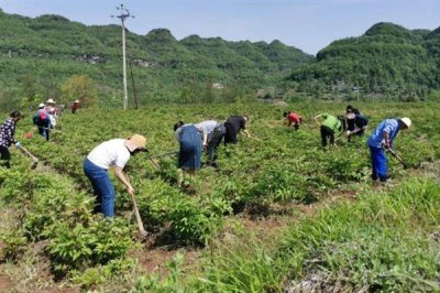 白术苗前除草剂的的选择,氟乐灵乳油和草胺乳油适合播种前除草