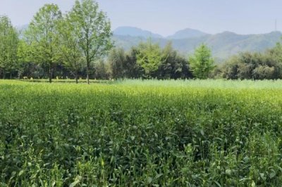 六安瓜片的产地,主产于六安市裕安区等地方