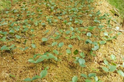 八角树怎么繁殖，可采用嫁接、分株、播种等方法