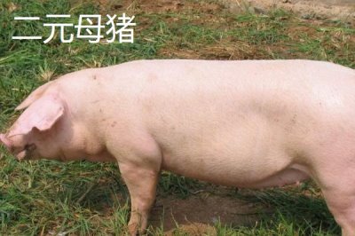 苏太母猪一窝可以产多少只幼仔，通常可产下15只左右