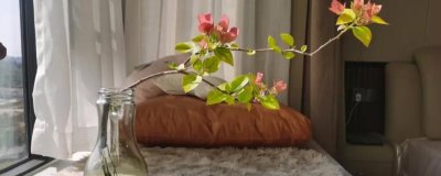 水培三角梅如何快速生根，水培前用高锰酸钾溶液浸泡根部