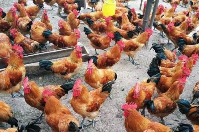 高温对肉鸡有什么影响,会导致进食量和生产性能降低