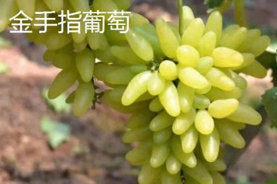 葡萄什么季节成熟,南方地区通常在6-7月份成熟