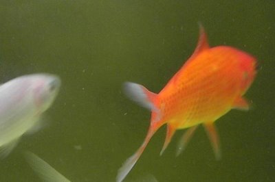 家养草金鱼会不会自然繁殖，达到了生育的年纪就可正常繁殖