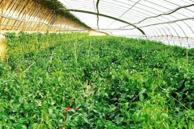 海椒长燕虫怎么处理，可用黄板或洗衣粉诱杀