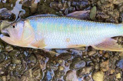 我国最贵的十大淡水鱼，前三分别为云南裂腹鱼、长江刀鱼、鳇鱼