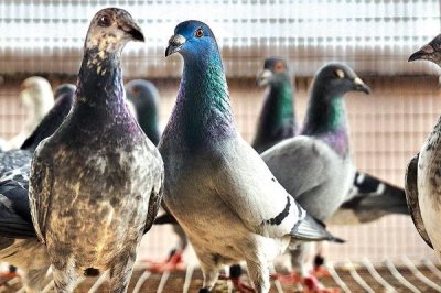 信鸽的训练方法，包括基础训练、放翔训练等