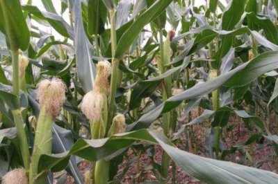 华皖280玉米种子介绍，中等肥力以上地块栽培