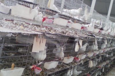 养殖乳鸽的前景,目前来看具有较大的市场潜力