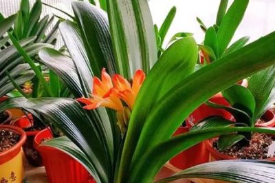 君子兰叶片腐烂如何补救，必须马上停止浇水