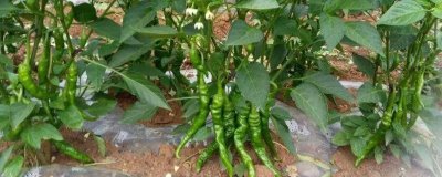 辣椒的施肥方法,应增施优质有机肥