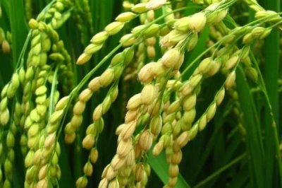 闽禾香占水稻品种简介,全生育期123.4天