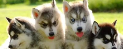 哈士奇当土狗养会不会死,一般不会死