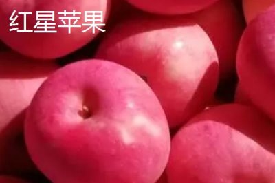 有哪些好吃的苹果新品种，包括福星、瑞雪、蜜脆等种类