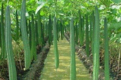 怎样种植丝瓜,选择深盆种植为佳
