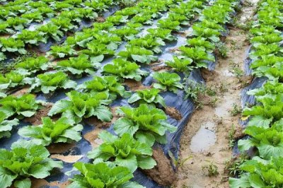 怎么种植芥末,可按照15厘米的株距进行条播