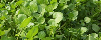 豆瓣菜是如何种出来的,可播种可扦插