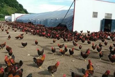 冬季养鸡的注意事项，要给它们做保暖措施