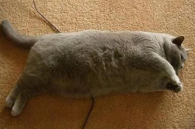 猫咪为什么会患上糖尿病,主要是肥胖、内分泌失调、遗传因素所致