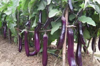 茄子在高温季节的施氮肥要点,一定要控制施用量