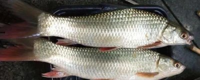 红眼鱼吃什么食物，动物和植物都吃