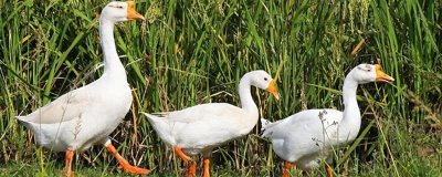 一个月的鹅一天喂几顿，一天喂4-5顿比较好