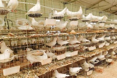 农村养什么动物可以赚钱,毛驴、鹅、野猪等动物值得选择