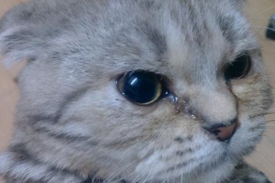 猫咪感冒了的症状,主要以频繁打喷嚏、流水样鼻涕等为主