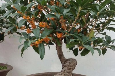 盆栽丹桂的养殖方法,抽梢时可施1-2次氮肥