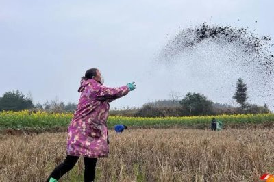 怎么通过包装袋区分硝硫基复合肥,可以看袋上是否标注含缩二脲等字样
