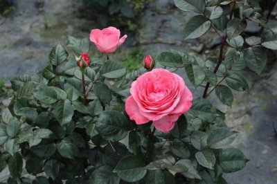 春天玫瑰花需要剪枝吗，春天修剪可让植株长得更好