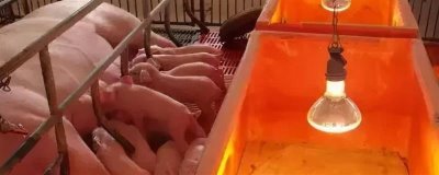 小猪出生多久不用保温箱,出生30天后可正常饲养