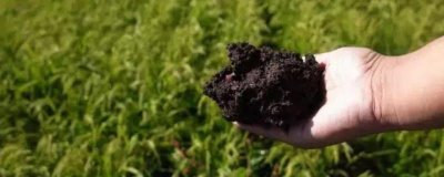 生物有机肥的作用和使用注意事项，可改善土壤并增强植物的抗病力