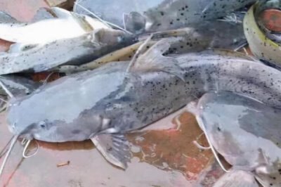 魽鱼是什么鱼，已列入国家二级保护动物名录