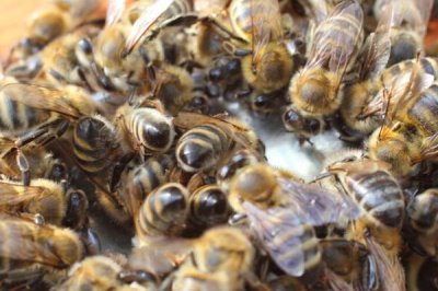 蜜蜂晚上合群会不会打架,同样可能打架