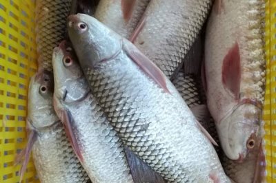 哪些鱼小刺特别多，常见的有花骨鱼、白丝鱼、刀鲚鱼等