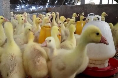 一个月的鹅一天喂几顿，一天喂4-5顿比较好