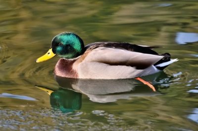 养殖绿头鸭的前景，现今市场需求大前景广阔