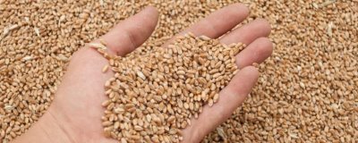 小麦的密度,不同级别的密度不同