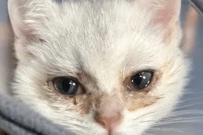 为什么猫咪会哭,可能是感觉孤独或者病了