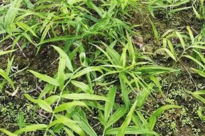 如何种植黄精,生长期间要及时除草