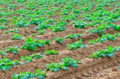 地瓜的高产种植技术,通常用直播