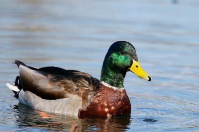 绿头鸭会游泳吗,属于游禽所以会游泳