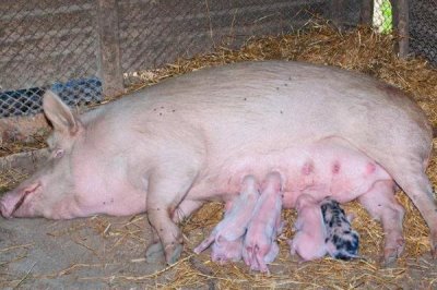 母猪发情多久后可以配种,发情后3-4天配种比较合适