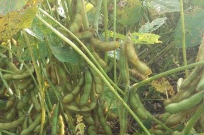 海研豆6号大豆种子介绍，早熟品种