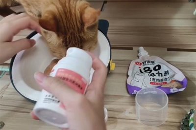 给猫咪饲喂鱼油的好处,可以有效改善猫咪的免疫系统