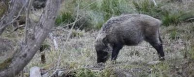 野猪在白天出来活动还是晚上,通常在清晨和傍晚最活跃